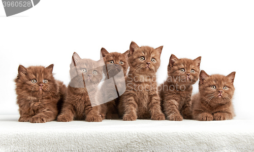 Image of six brown british kittens