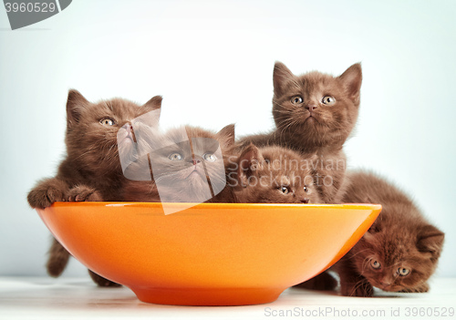 Image of brown british kittens