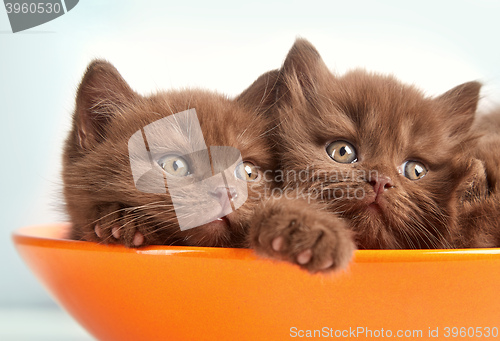 Image of brown british kittens