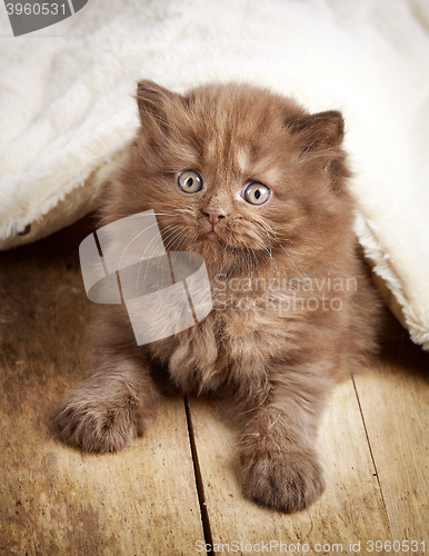 Image of brown british longhair kitten