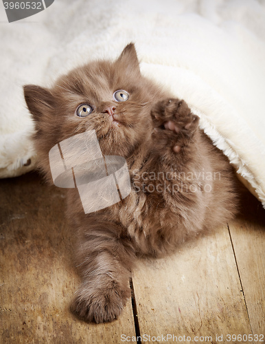 Image of brown british longhair kitten