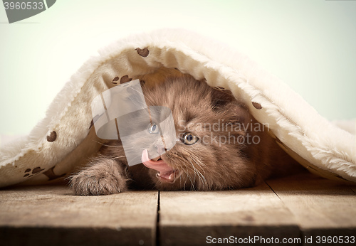 Image of brown british longhair kitten