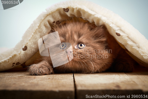 Image of brown british longhair kitten