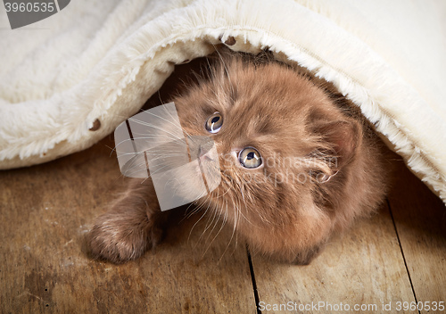 Image of brown british longhair kitten