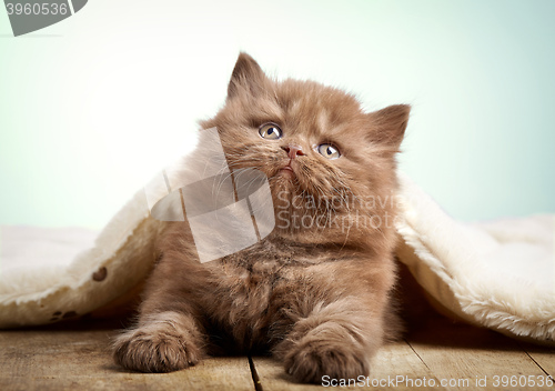 Image of brown british longhair kitten