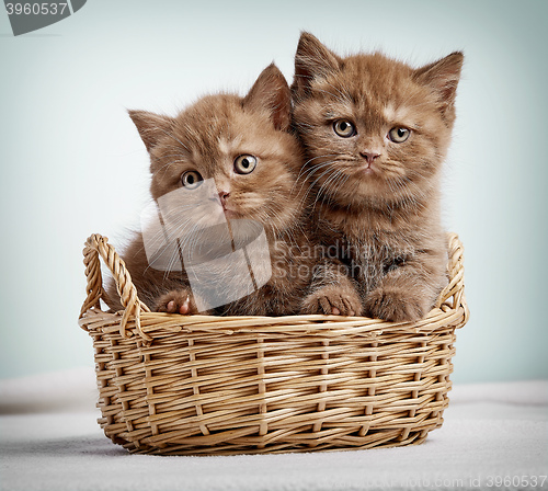 Image of Two brown british shorthair kittens