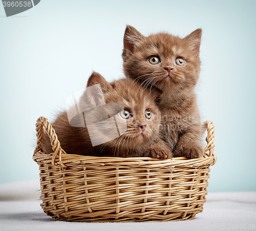 Image of Two brown british shorthair kittens