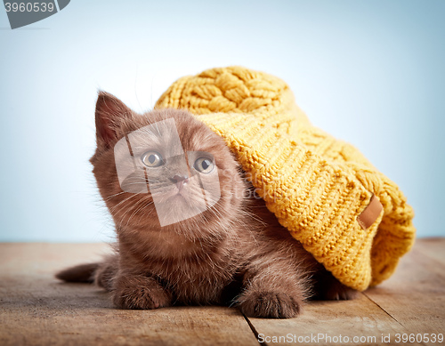 Image of brown british kitten in a knitted hat