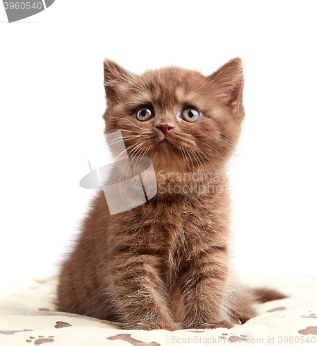 Image of brown british short hair kitten