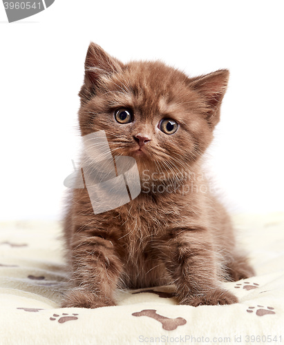 Image of brown british short hair kitten