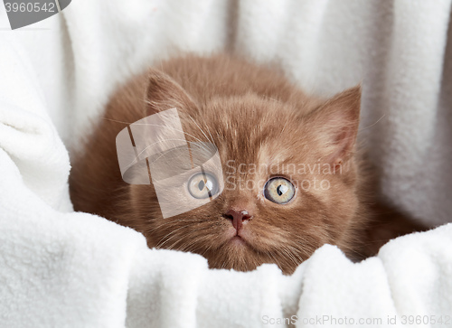 Image of portrait of brown british kitten