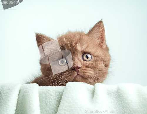 Image of portrait of brown british kitten