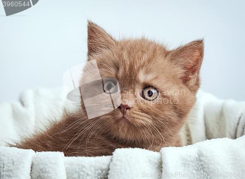 Image of portrait of brown british kitten