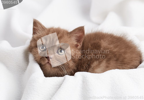 Image of portrait of brown british kitten