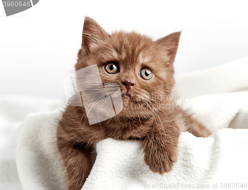 Image of portrait of brown british kitten