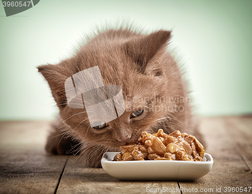 Image of kitten eating cats food