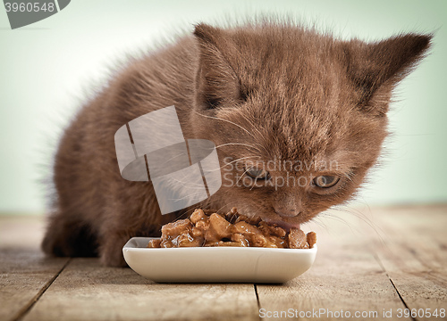 Image of kitten eating cats food