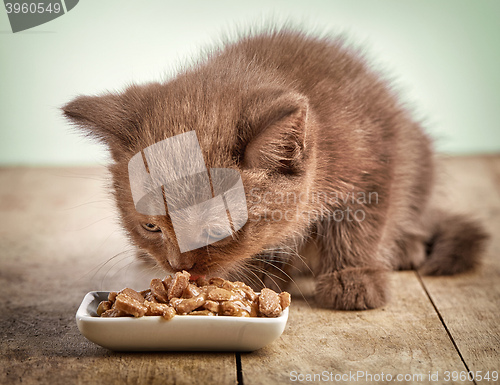 Image of kitten eating cats food