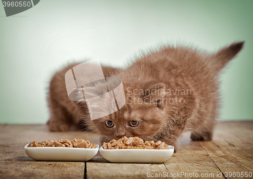 Image of kitten eating cats food