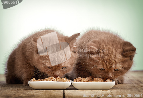 Image of kitten eating cats food