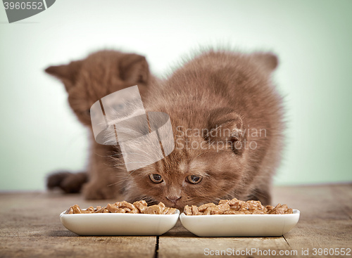 Image of kitten eating cats food