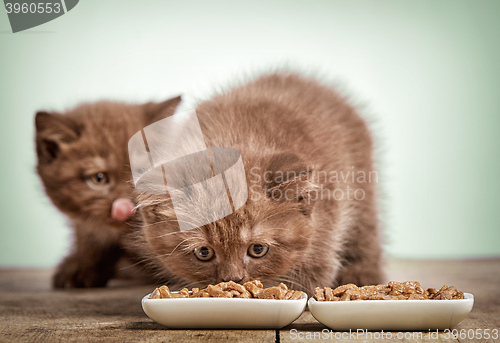 Image of kitten eating cats food