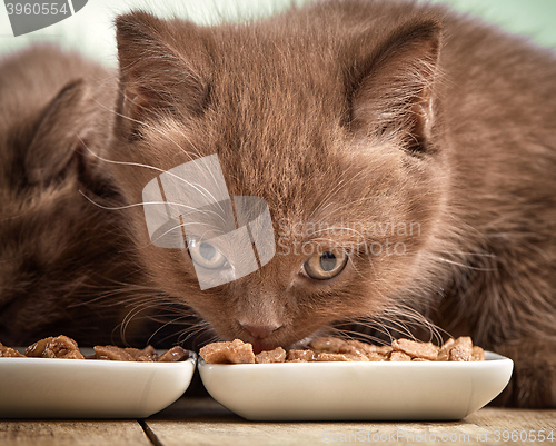 Image of kitten eating cats food