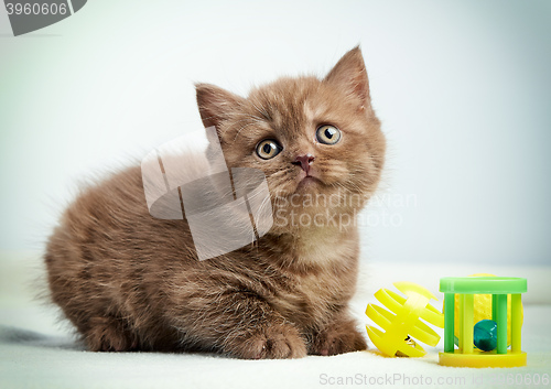 Image of portrait of brown british kitten