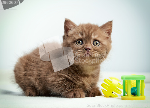 Image of portrait of brown british kitten