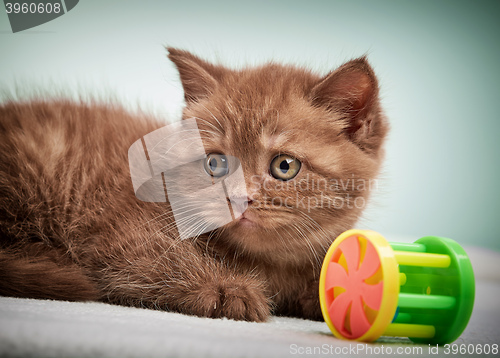 Image of portrait of brown british kitten