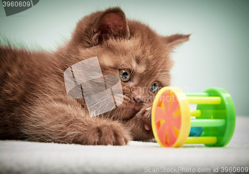 Image of portrait of brown british kitten