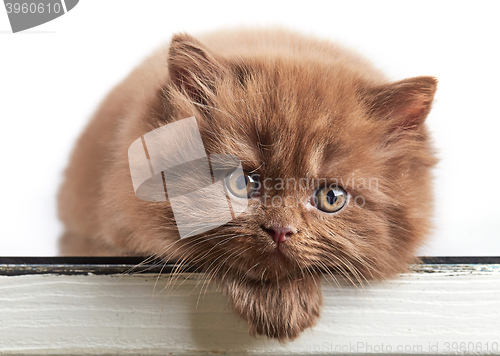 Image of british long hair kitten