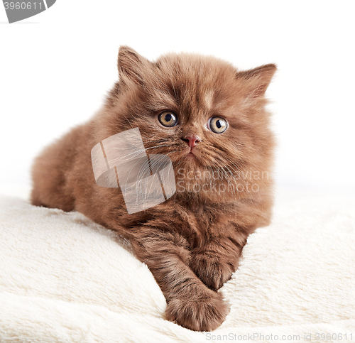 Image of british long hair kitten