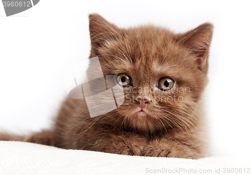 Image of portrait of brown british kitten