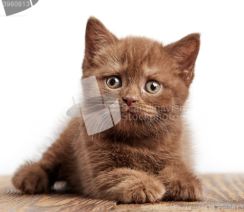 Image of portrait of brown british kitten
