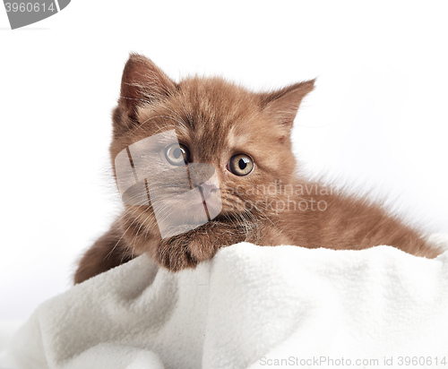 Image of portrait of brown british kitten