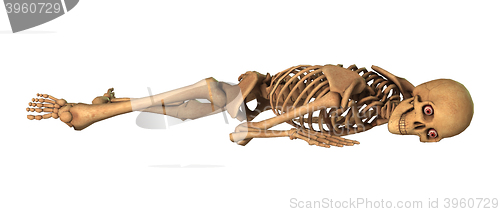 Image of 3D Rendering Human Skeleton on White