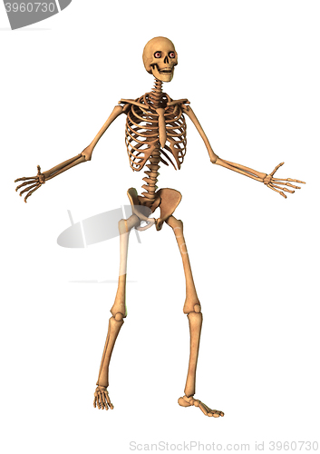 Image of 3D Rendering Human Skeleton on White