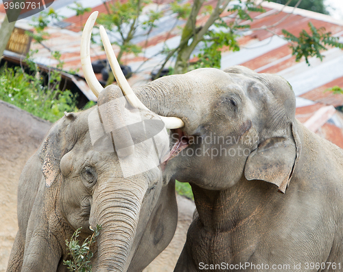 Image of Two adult asian elephants cuddling 