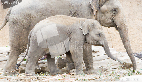 Image of Young asian elephant (Elephas maximus)