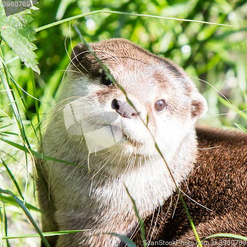 Image of European otter close up