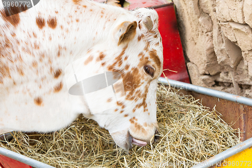 Image of Close up of cow eating hay