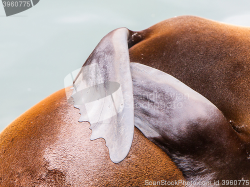 Image of Close-up of a seal