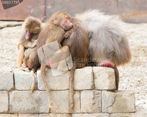 Image of Hamadryas Baboons (Papio hamadryas)