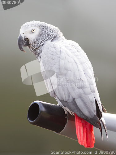 Image of African Grey Parrot (Psittacus erithacus)