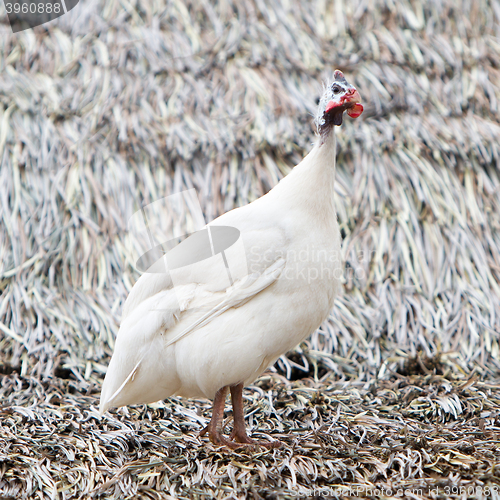 Image of White guinea fowl