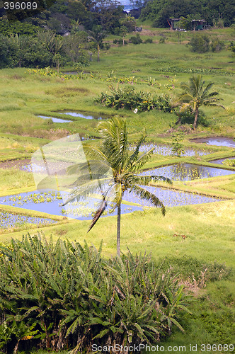 Image of Palm Tree