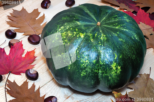 Image of Large green pumpkin, chestnuts and yellow leaves.g