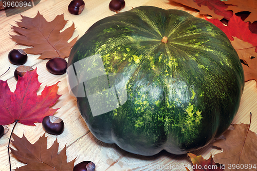 Image of Large green pumpkin, chestnuts and yellow leaves.g