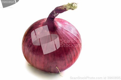 Image of Large onion on white background.